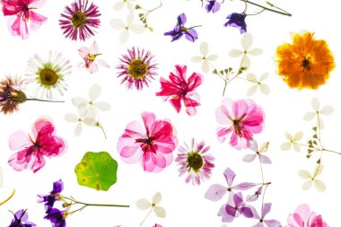 izole beyaz arka plan üzerinde renkli kuru çiçekler