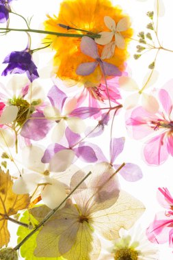 izole beyaz arka plan üzerinde renkli kuru çiçekler