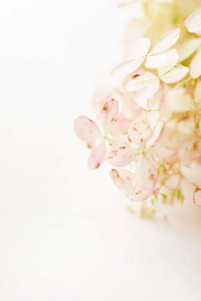Hortensias Flores Sobre Fondo Blanco —  Fotos de Stock