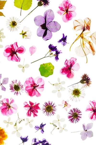 Kleurrijke Droge Bloemen Witte Achtergrond Geïsoleerd — Stockfoto