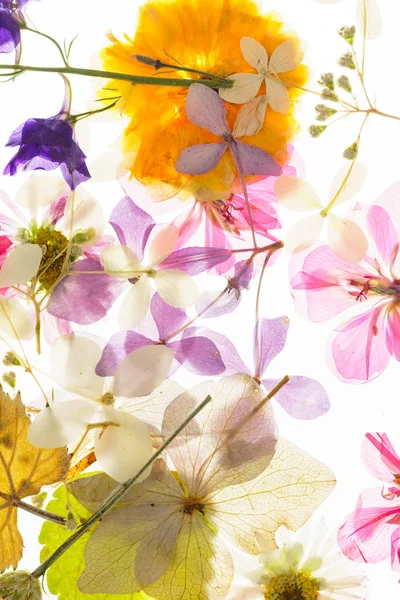 izole beyaz arka plan üzerinde renkli kuru çiçekler