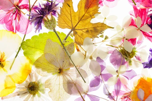 izole beyaz arka plan üzerinde renkli kuru çiçekler