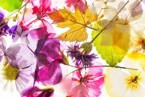 izole beyaz arka plan üzerinde renkli kuru çiçekler