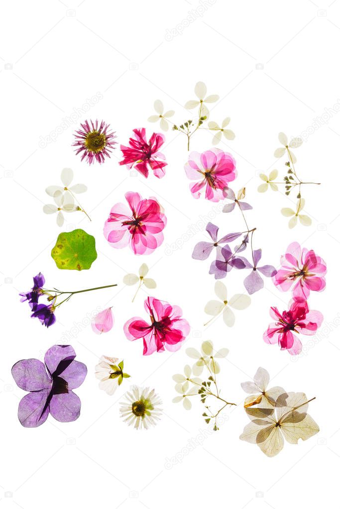 colorful dry flowers on white background, isolated