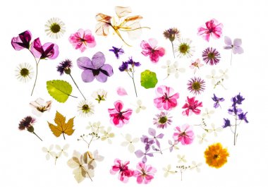 izole beyaz arka plan üzerinde renkli kuru çiçekler