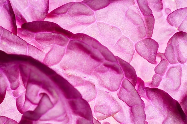 鲜紫白菜 — 图库照片