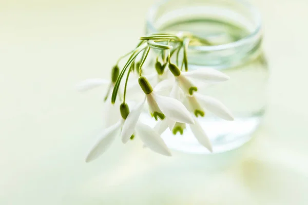 Våren Blommor Vas Närbild — Stockfoto