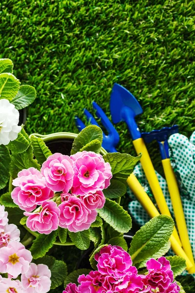 Fiori Primaverili Sull Erba Gli Strumenti Vicino — Foto Stock