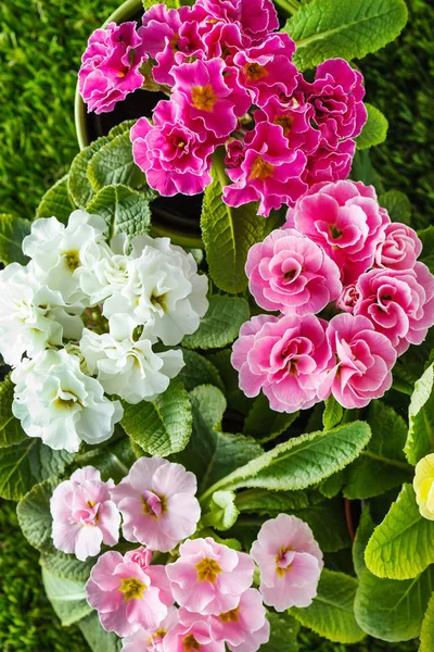 Flores Primavera Sobre Fondo Verde — Foto de Stock