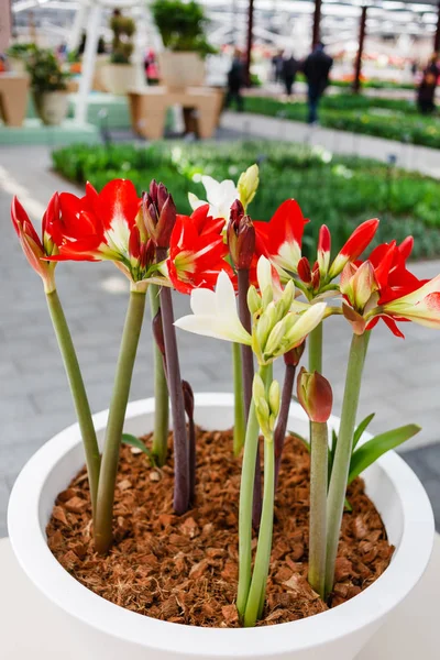 Amaryllis Flowers Pot Close — Stock Photo, Image