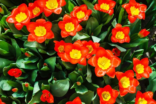 春天公园与明亮的郁金香 — 图库照片