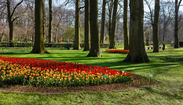 Весняний Парк Яскравими Тюльпанами Крупним Планом — стокове фото