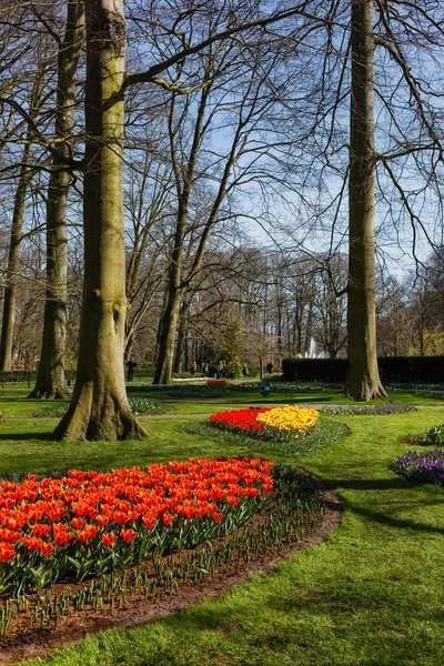 Весенний Парк Яркими Тюльпанами Закрыть — стоковое фото