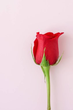 güzel kırmızı pembe Gül