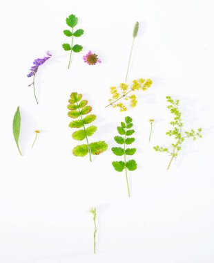 Beyaz arka plan doğa kompozisyonu