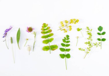 Beyaz arka plan doğa kompozisyonu