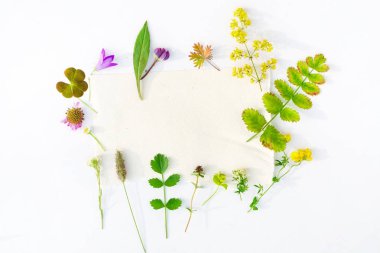 Beyaz arka plan doğa kompozisyonu