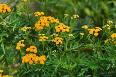 Solucan otu (Tanacetum vulgare) sarı çiçek.
