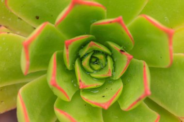 green Aeonium succulent close up clipart