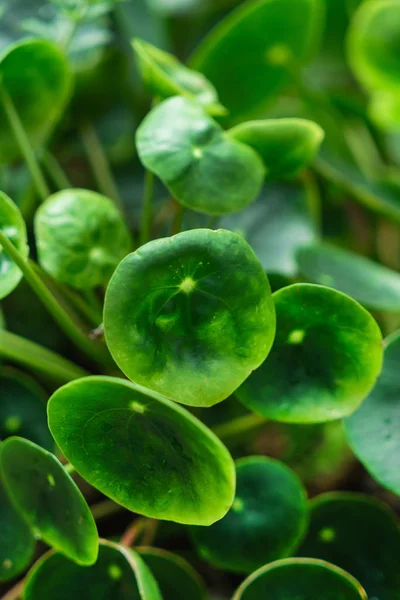 Pilea Peperomioides Rostlina Blízko Nahoru — Stock fotografie