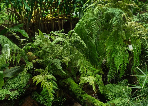 熱帯温室のシダの部屋 — ストック写真