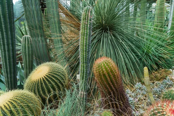 Kaktusz Gyűjtemény Üvegházhatást Okozó Növények — Stock Fotó
