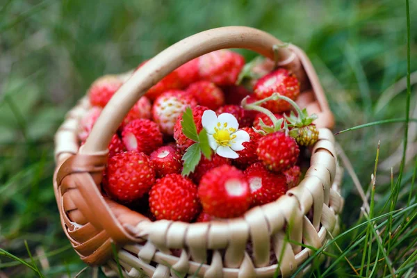 Fresas Del Bosque Cesta Cerca —  Fotos de Stock