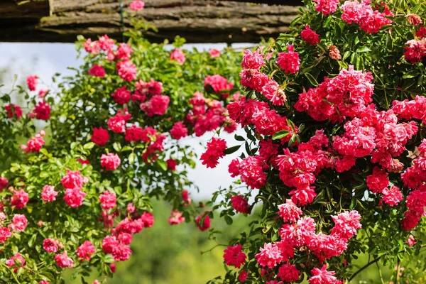 Leuchtend Rosa Rosen Sommergarten — Stockfoto