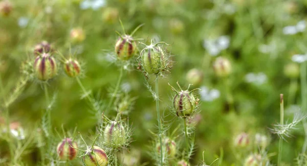 Nigella Damascena Crescente Vicino — Foto Stock