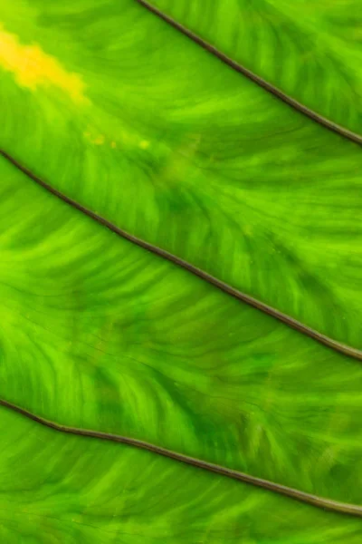 Φρέσκο Πράσινο Φύλλο Κοντά — Φωτογραφία Αρχείου