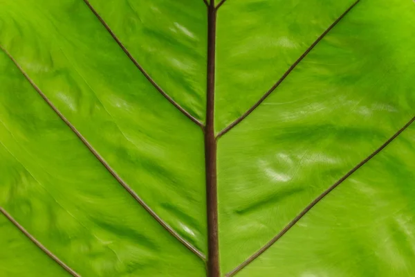 Fresh Green Leaf Close — Stock Photo, Image