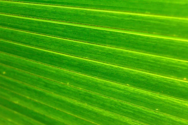 Fresh Green Leaf Close — Stock Photo, Image