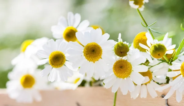 Kamomill Blommor Korg Närbild — Stockfoto