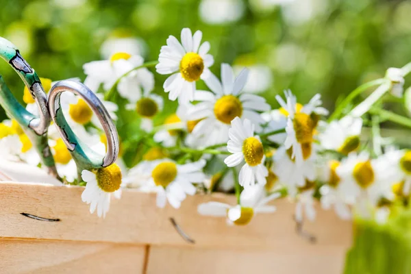 Fiori Camomilla Nel Cestino Primo Piano — Foto Stock