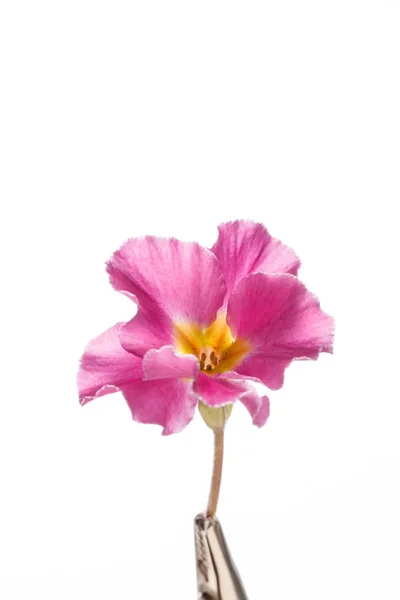 Spring Flower Isolated Close — Stock Photo, Image
