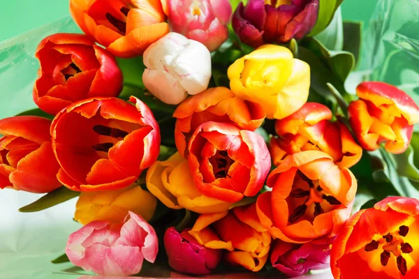 Ładne Kolorowe Tulipany Bliska — Zdjęcie stockowe