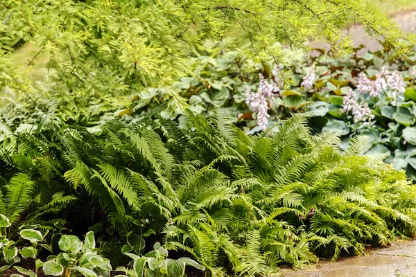 Büyüyen çiçekler bahar Parkı 