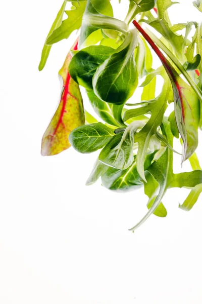 Folhas Salada Branco Close — Fotografia de Stock