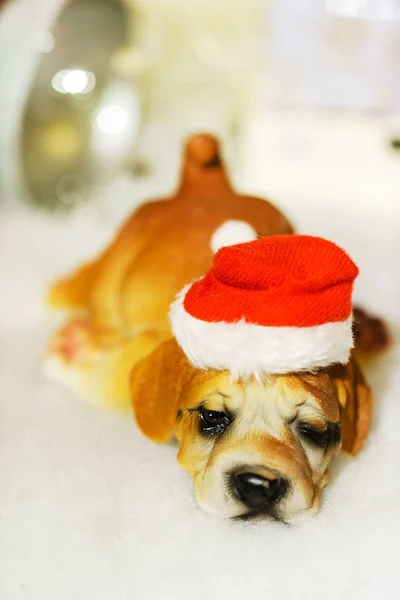 Söt Liten Hund Santa Hatt — Stockfoto
