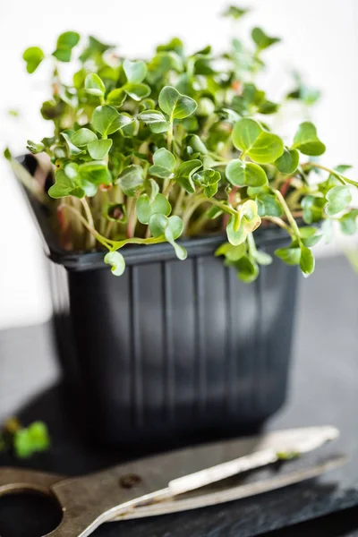 Microgreens Growing Pot Close — Stock Photo, Image