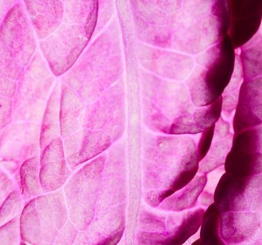 Çin lahanası mor, yakın çekim