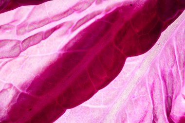 Çin lahanası mor, yakın çekim