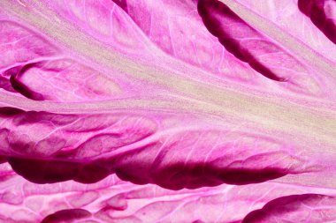 Çin lahanası mor, yakın çekim