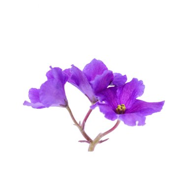 beyaz izole mor çiçekler 