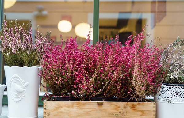 Heather Flowers Outdoor Close — Stock Photo, Image