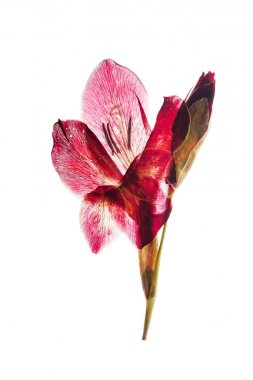 doku arka plan masa, yakın çekim