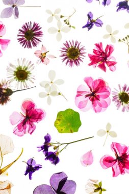 Beyaz arka plan üzerinde renkli kuru çiçekler