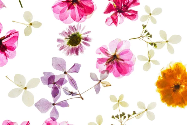 Kolorowe Suche Kwiaty Białym Tle — Zdjęcie stockowe