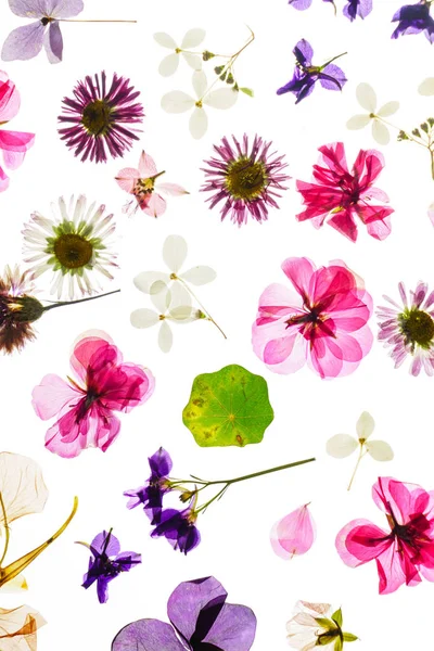 Beyaz arka plan üzerinde renkli kuru çiçekler