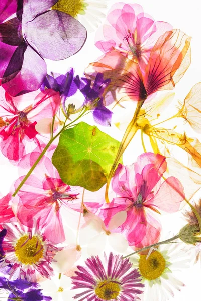 Beyaz Arka Plan Üzerinde Renkli Kuru Çiçekler — Stok fotoğraf